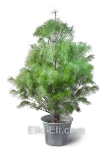 Сосна Веймутова в горшке, фото