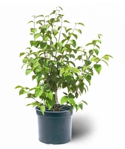 Чубушник гибридный Lemoinei, фото