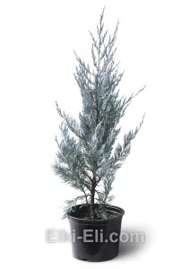 Можжевельник скальный Moonglow в горшке, фото