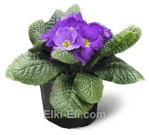 Примула фиолетовая, фото