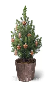 Ель Коника подарочная "Рождественский лес", фото