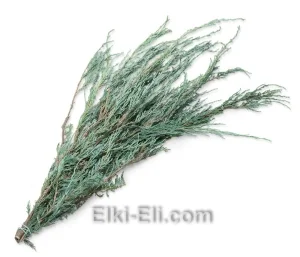 Лапник можжевельника виргинского, фото