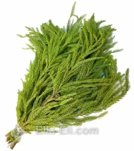 Лапник араукарии, фото