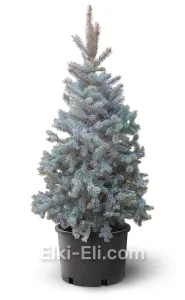 Ель колючая Хупси в горшке, фото