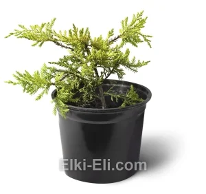 Можжевельник средний Gold Star в горшке, фото