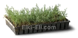 Кипарис вечнозеленый (мультиплата), фото