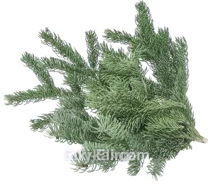 Лапник Ели канадской, фото