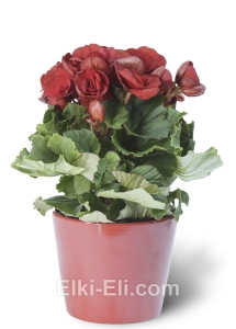 Бегония в кашпо, фото