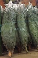 Датские елки в упаковке