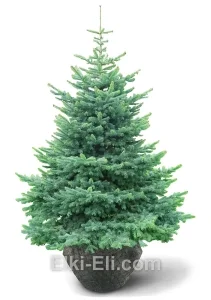 Пихта субальпийская (скандинавская), живое новогоднее дерево для высадки, фото