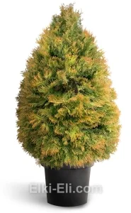 Туя западная Рейнхольд в горшке, фото