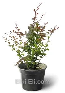 Барбарис Тунберга Darts Red Lady, фото