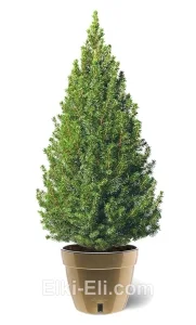 Ель Коника в кашпо «Асти», фото