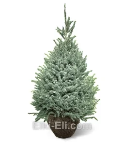 Ель сербская, живое новогоднее дерево для высадки, фото
