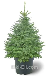 Ель колючая зелёная в горшке, фото