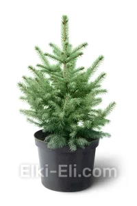 Ель колючая зелёная настольная, фото