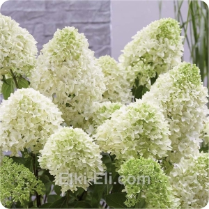 Гортензия метельчатая Skyfall, фото