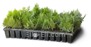 Туя восточная Пирамидалис Ауреа (мультиплата), фото