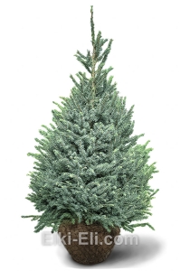 Ель Сербская, фото