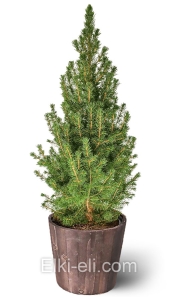 Ель Коника в деревянном кашпо , фото