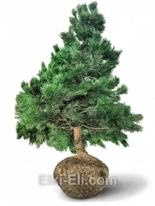 Сосна черная (австрийская), живое новогоднее дерево для высадки, фото
