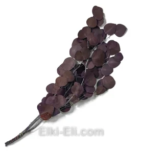 Листья Эвкалипта фиолетового, фото