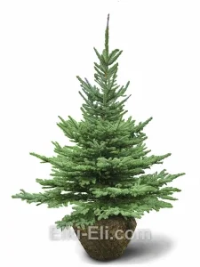 Ель колючая зеленая, живое новогоднее дерево для высадки, фото
