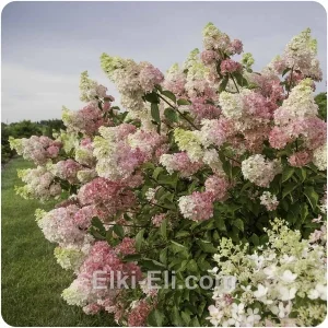 Гортензия метельчатая Vanille-Fraise, фото