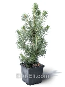 Ель Канадская Сизая Настольная, фото