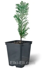 Кипарисовик Лавсона Pelt's Blue в горшке, фото