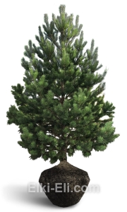 Сосна обыкновенная, фото