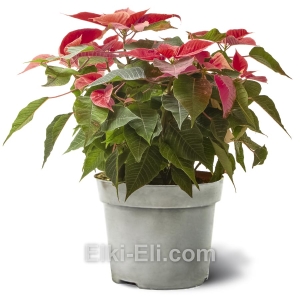 Пуансеттия (красная), фото