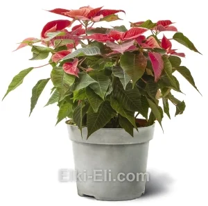 Пуансеттия (красная), фото