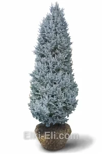Ель колючая Изель, живое новогоднее дерево для высадки, фото
