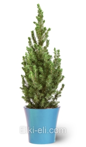Ель Коника в кашпо, фото