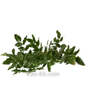 Лапник Магонии падуболистной, фото