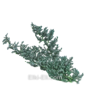 Лапник Можжевельника Блю Альпс , фото