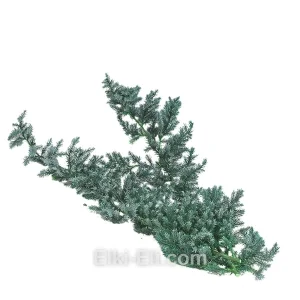 Лапник Можжевельника Блю Альпс , фото