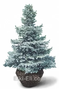 Ель колючая бейби блю айз, живое новогоднее дерево для высадки, фото
