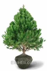 Сосна скрученная (конторта), живое новогоднее дерево для высадки, фото
