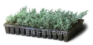 Можжевельник чешуйчатый Blue Carpet (мультиплата), фото