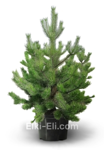 Сосна Канадская в горшке, фото