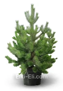 Сосна Канадская в горшке, фото