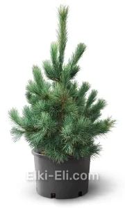 Сосна румелийская в горшке, фото