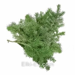 Лапник пихты дугласа (лжетсуга), фото