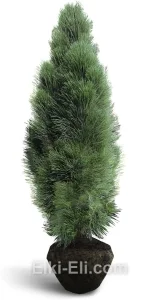 Сосна черная Green Tower, фото