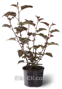 Пузыреплодник калинолистный Diable d`Or (Дьябло Дор), фото