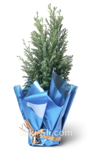 Кипарисовик в упаковке, фото