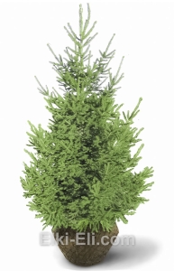 Ель обыкновенная (Русская), фото