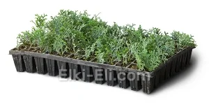 Туя пирамидальная Холмструп (мультиплата), фото